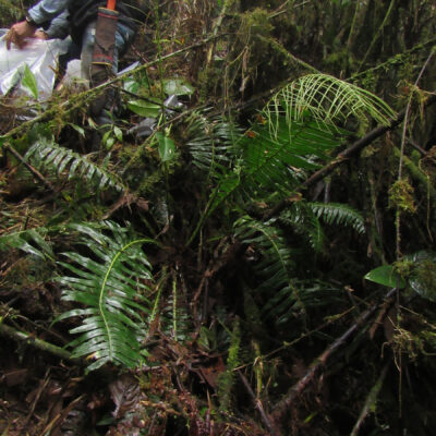 CASTRO 1746_1 (Austroblechnum wardiae)