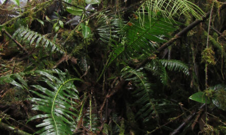 Austroblechnum wardiae