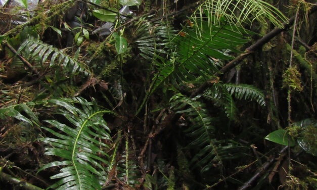 Austroblechnum wardiae