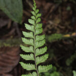 Asplenium pteropus