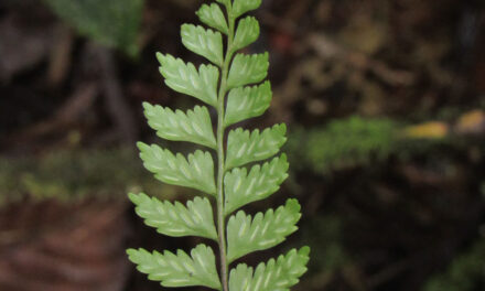 Asplenium pteropus