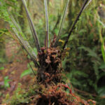 CASTRO 1747_4 (Asplenium pteropus)