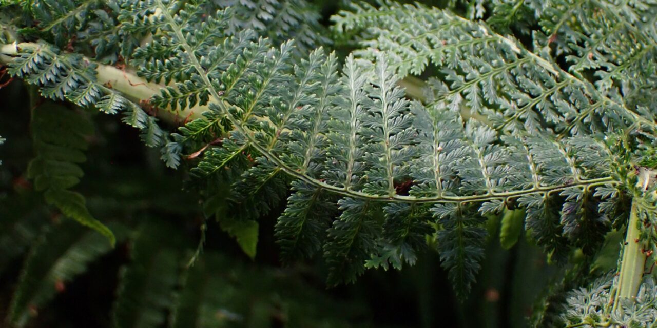 Dryopteris tetrapinnata