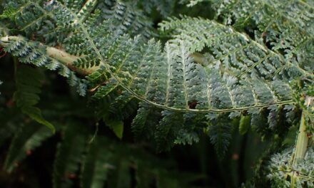 Dryopteris tetrapinnata