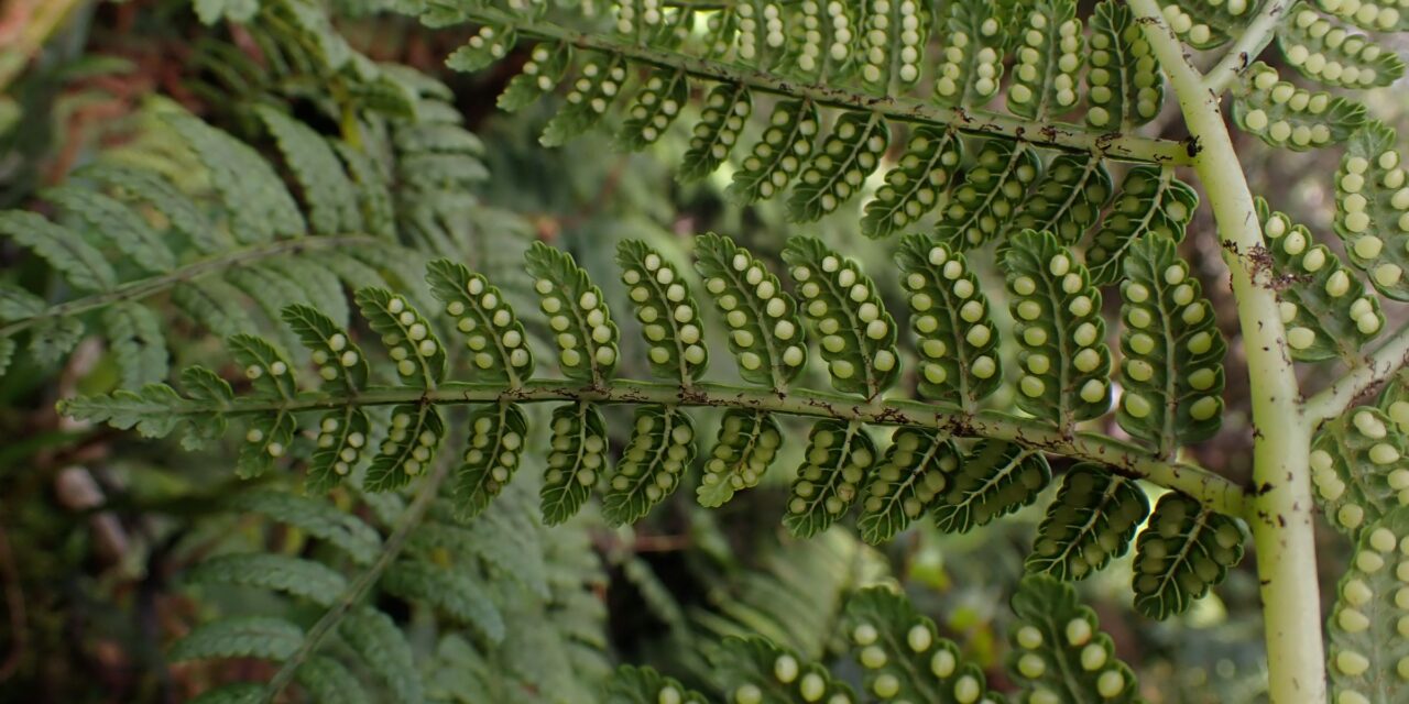 Marattia douglasii