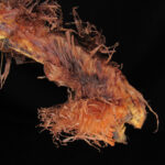 CASTRO 1751 Didymochlaena truncatula (30) (Didymochlaena truncatula)