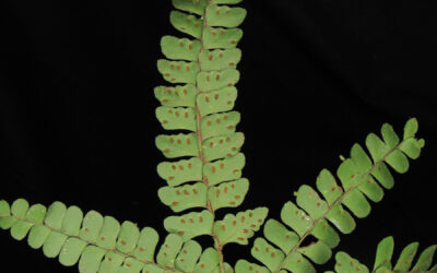 Didymochlaena truncatula