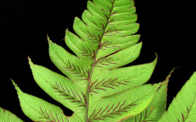 Diplazium moccennianum