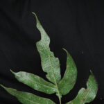 CASTRO 1757 Serpocaulon adnatum_2 (Serpocaulon adnatum)
