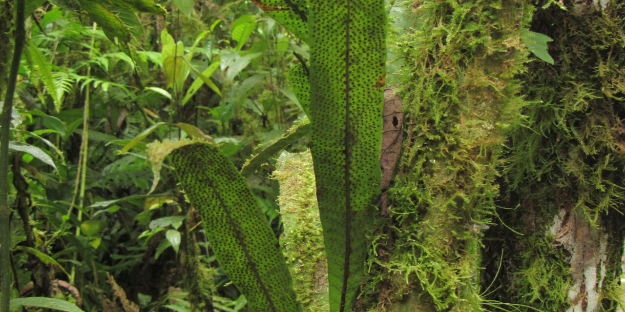 Campyloneurum ophiocaulon