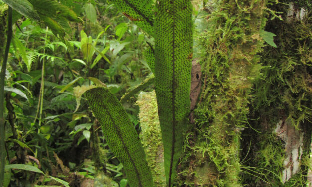 Campyloneurum ophiocaulon