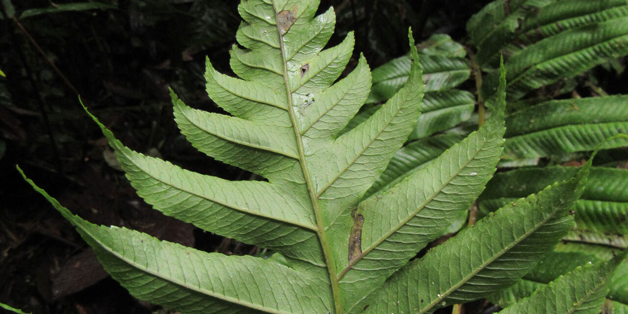 Stigmatopteris bulbifera