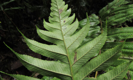 Stigmatopteris bulbifera