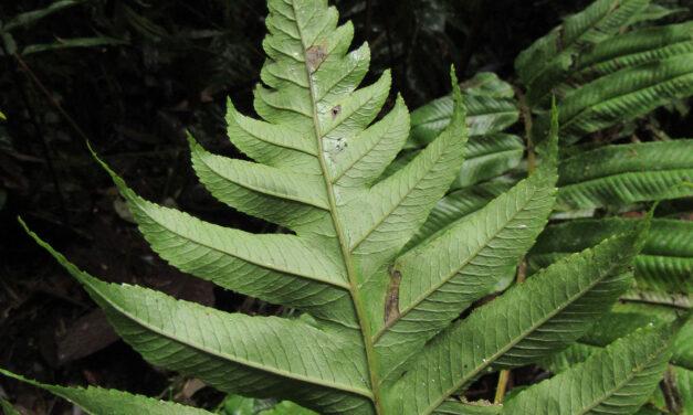 Stigmatopteris bulbifera