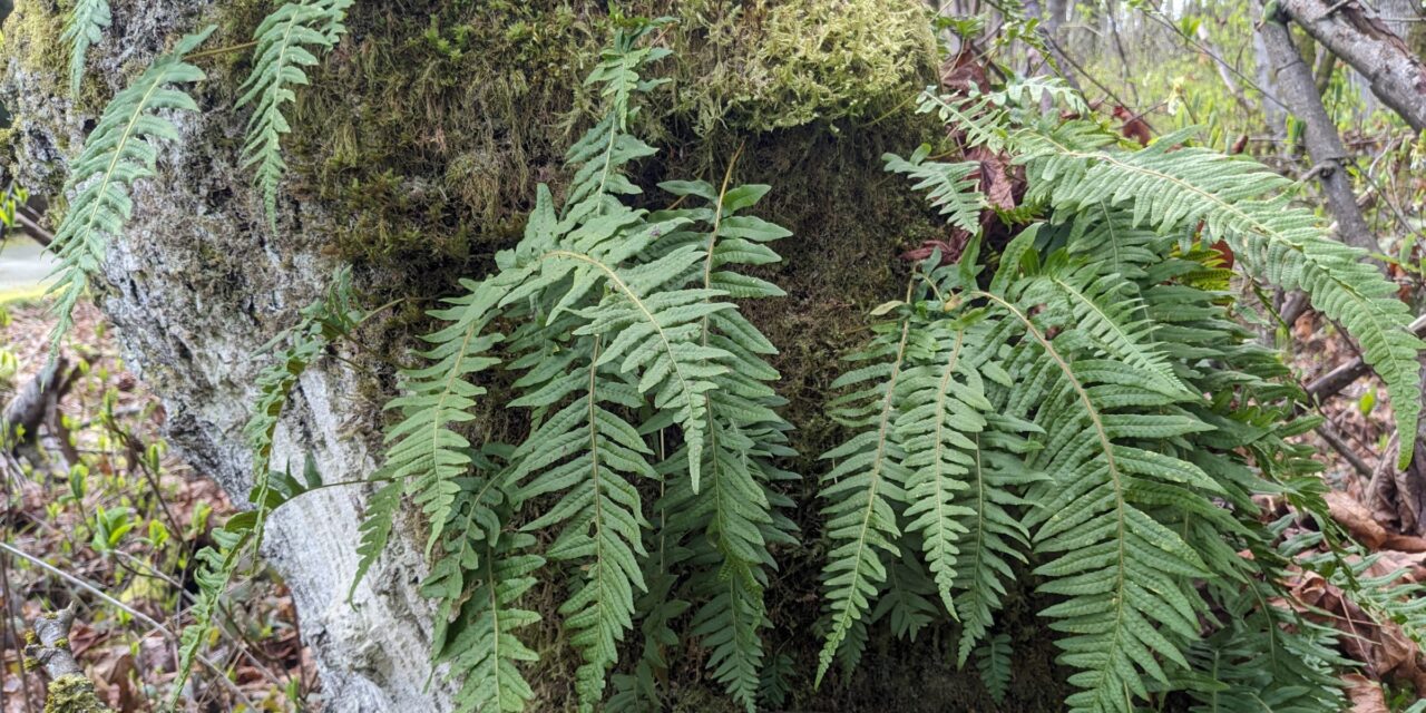 Polypodium glycyrrhiza