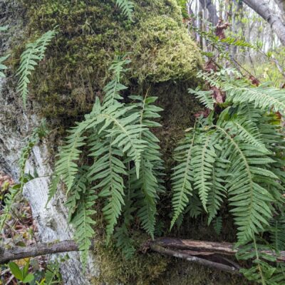 Licorice Fern – Polypodium glycyrrhiza – Polypodiaceae – Olympic Discovery Trail – Morse Creek (1) (Polypodium glycyrrhiza)