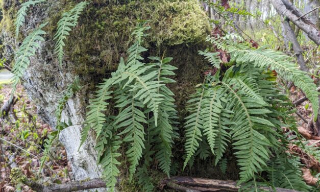 Polypodium glycyrrhiza