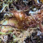 Licorice Fern – Polypodium glycyrrhiza – Polypodiaceae – Olympic Discovery Trail – Morse Creek (6) (Polypodium glycyrrhiza)