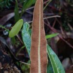 Elaphoglossum wawrae