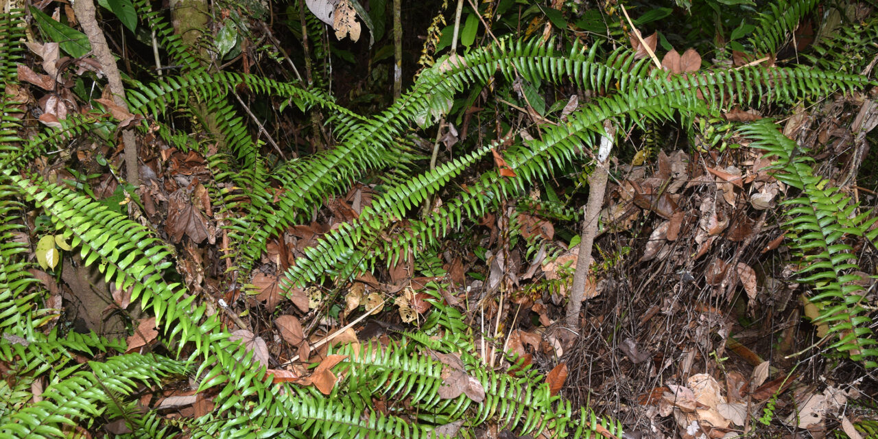 Asplenium longissimum