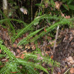 Asplenium longissimum