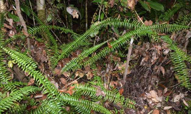 Asplenium longissimum