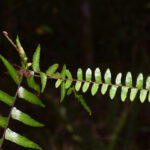 DSC_0066 (Asplenium longissimum)