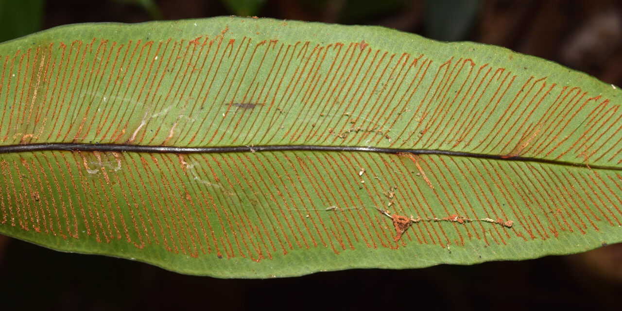 Syngramma wallichii