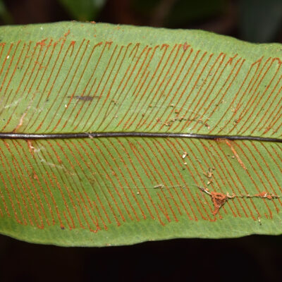 DSC_0167 (Syngramma wallichii)
