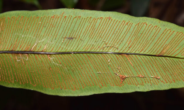 Syngramma wallichii