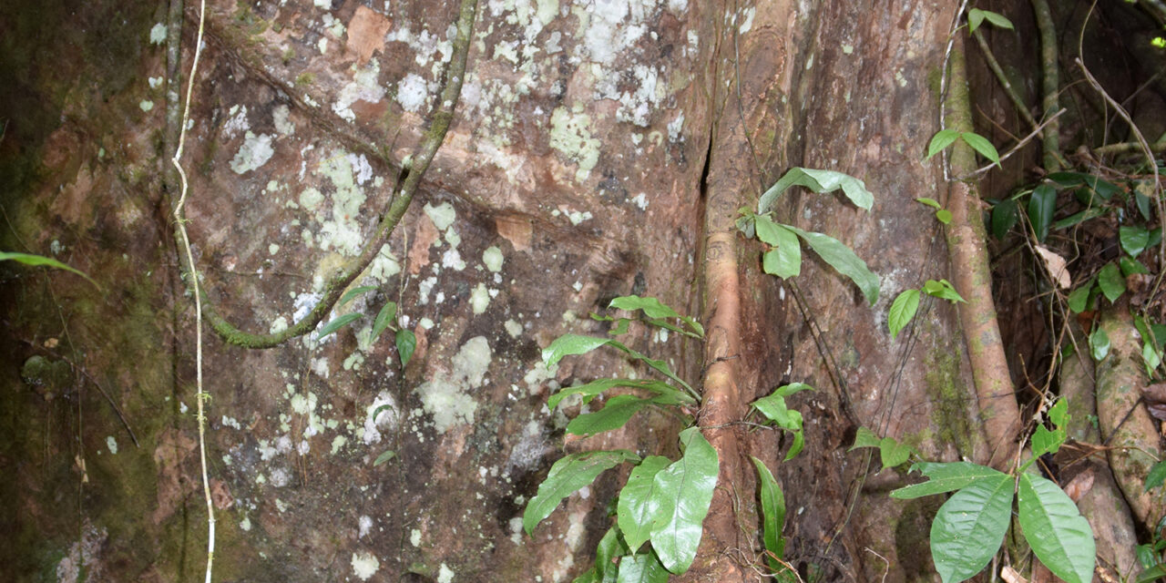 Dendroconche linguiforme