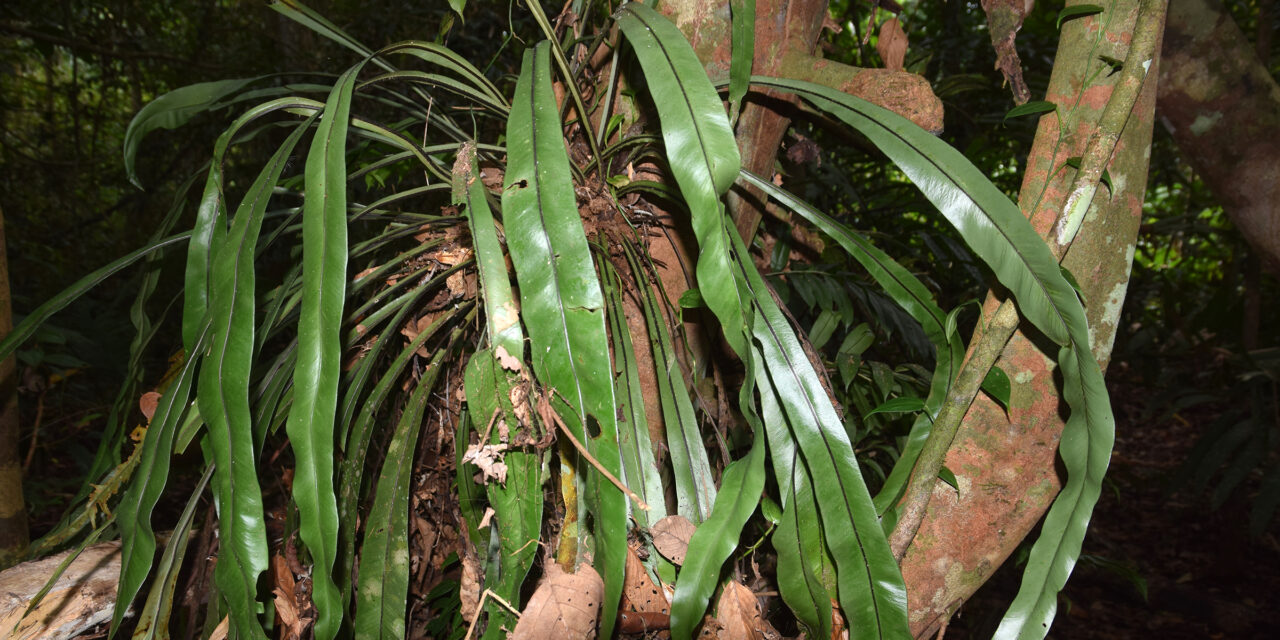 Asplenium anguineum