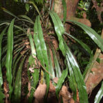 Asplenium anguineum