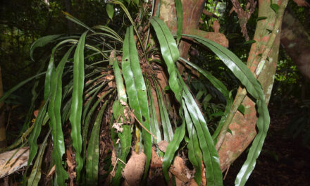 Asplenium anguineum