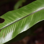 DSC_0257 (1) (Asplenium anguineum)