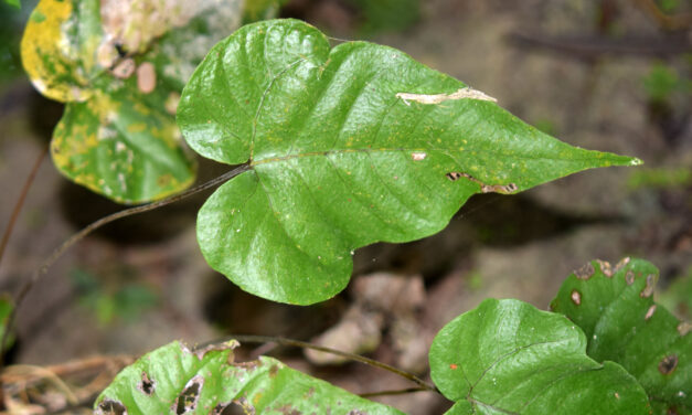 Tectaria brooksii