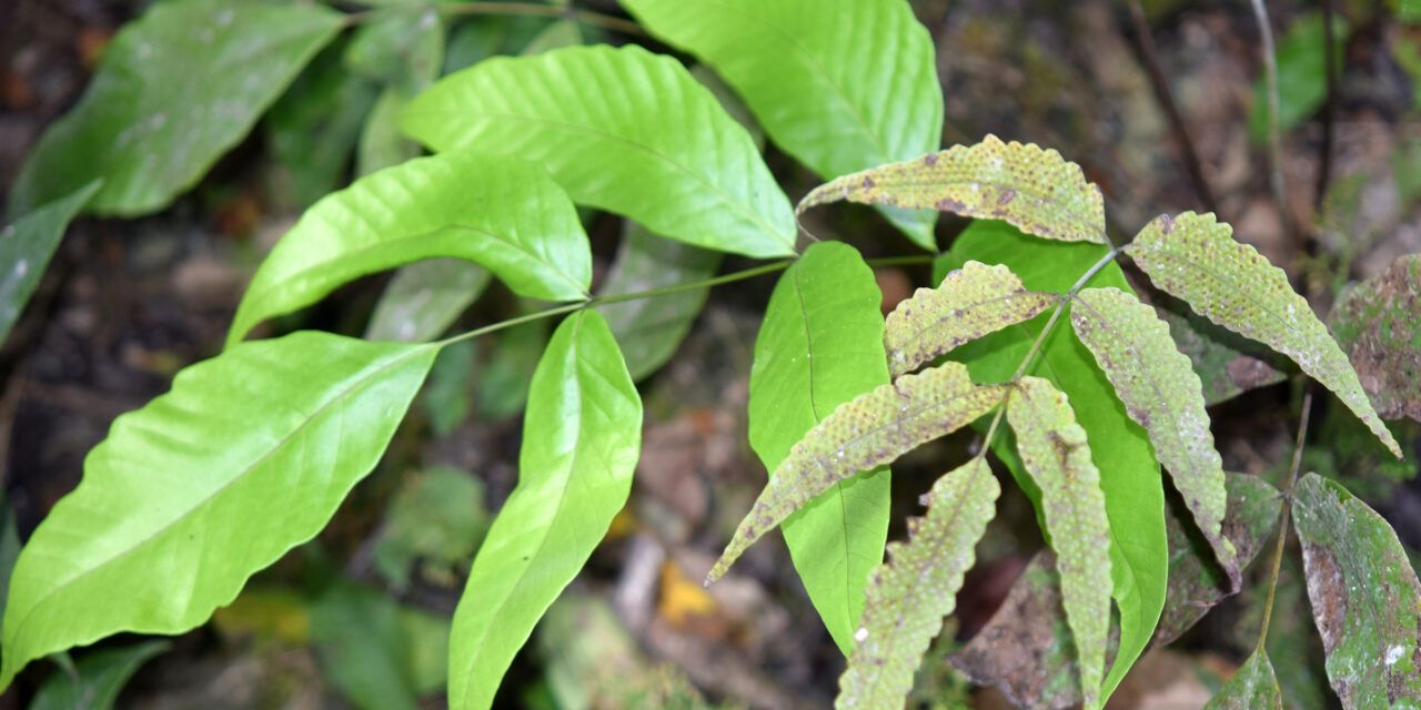 Tectaria pleiosora