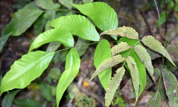 Tectaria pleiosora