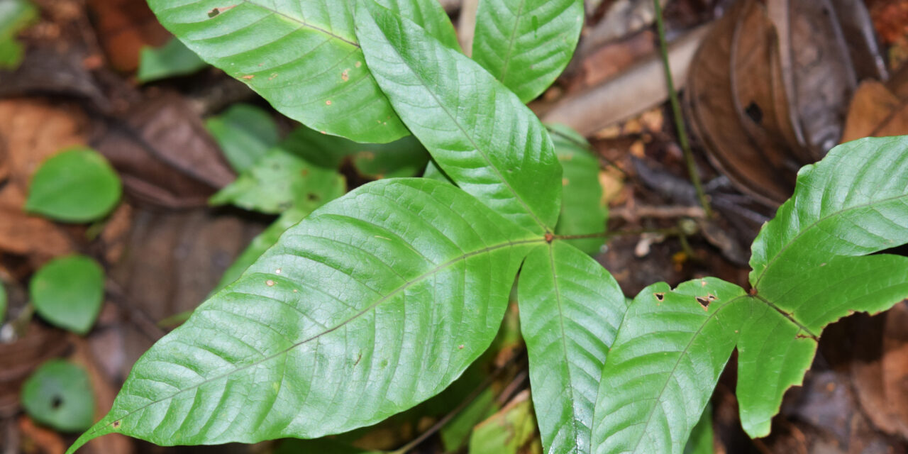 Polydictyum ternatum