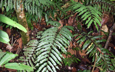 Sphaeropteris mollucana