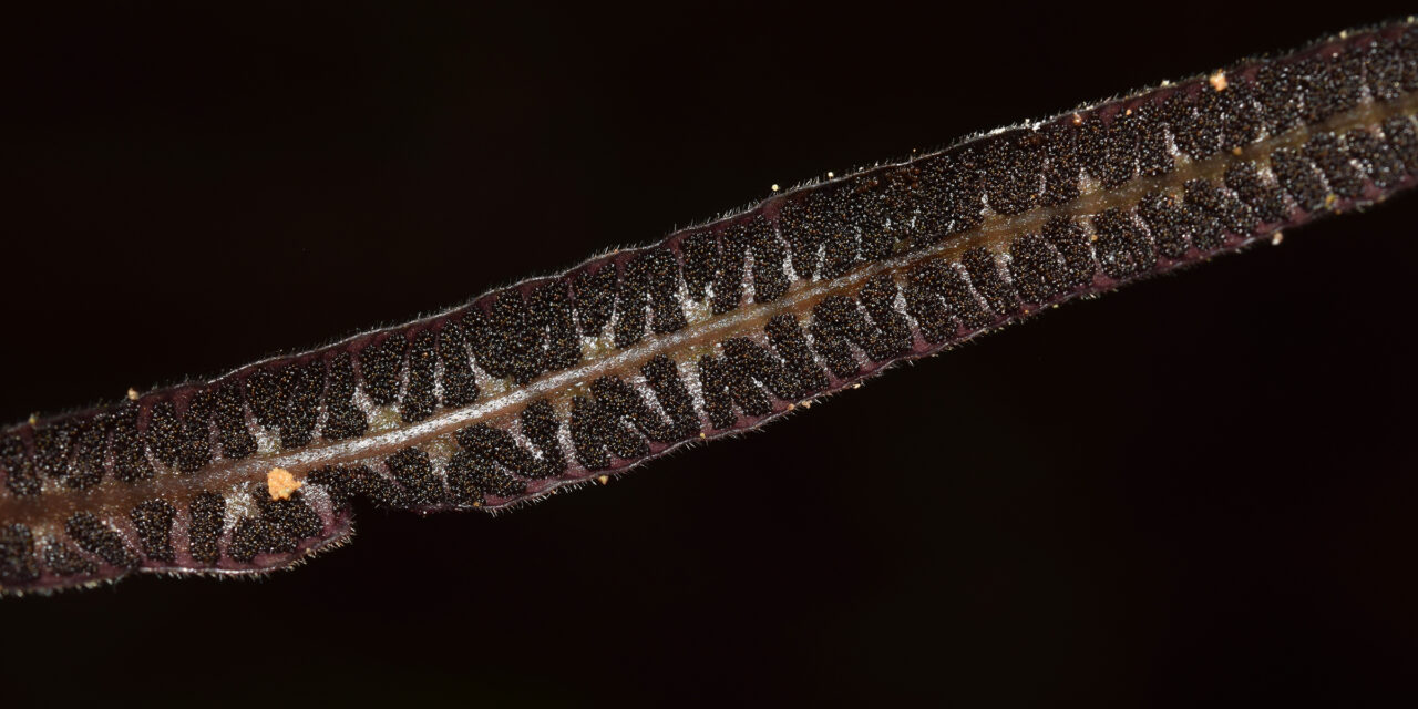 Syngramma borneensis