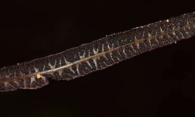 Syngramma borneensis