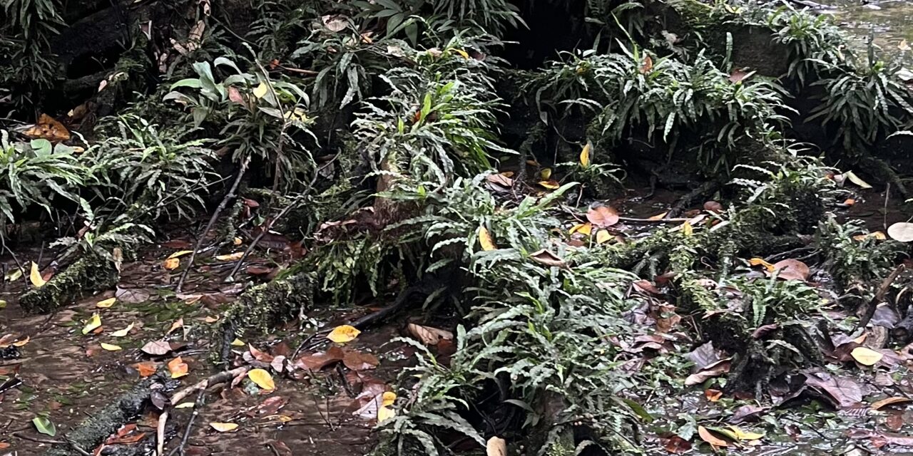 Asplenium scolopendropsis