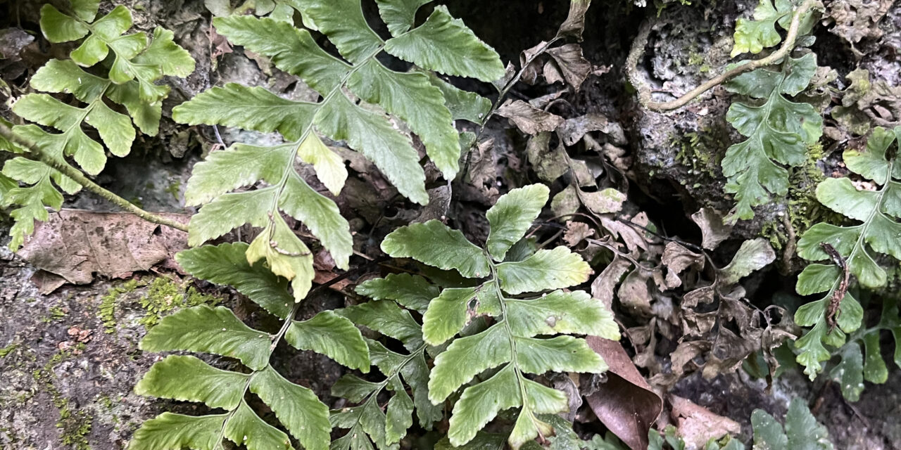 Hymenasplenium subnormale