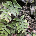 Hymenasplenium subnormale