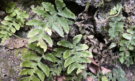 Hymenasplenium subnormale