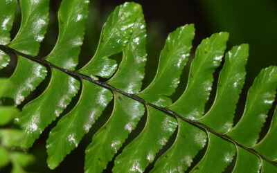 Hymenasplenium unilaterale