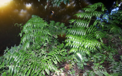 Diplazium esculentum