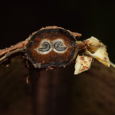 DSC_0250 (Asplenium curtisorum)