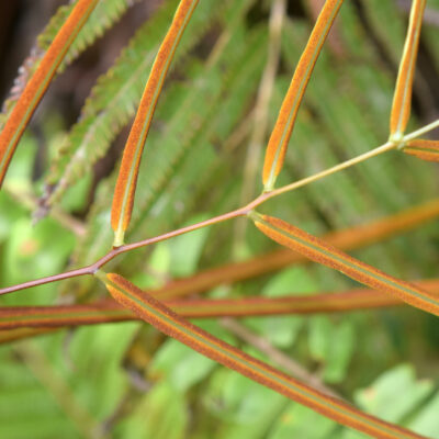 DSC_0388 (1) (Drynaria speciosa)
